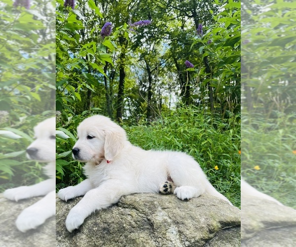 Medium Photo #1 Golden Retriever Puppy For Sale in PHILLIPSBURG, NJ, USA