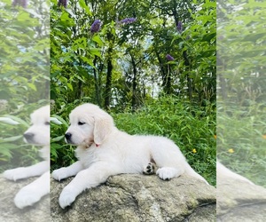 Golden Retriever Puppy for sale in PHILLIPSBURG, NJ, USA