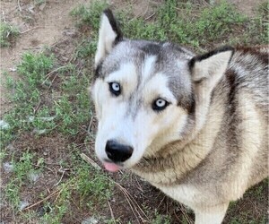 Mother of the Siberian Husky puppies born on 09/26/2023