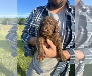 Goldendoodle Puppy for Sale in MEDORA, Indiana USA