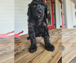 Poodle (Standard) Puppy for Sale in SEYMOUR, Missouri USA