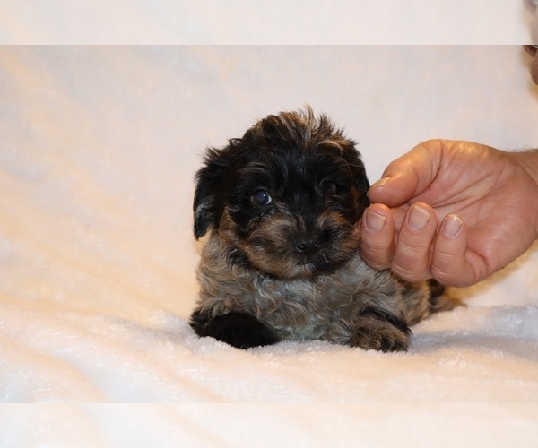Medium Photo #17 Yorkiepoo mix (+ Poodle Toy) Puppy For Sale in DYERSBURG, TN, USA