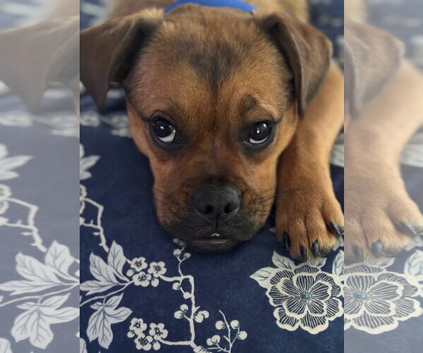 Medium Photo #3 Puggle Puppy For Sale in Davis, CA, USA