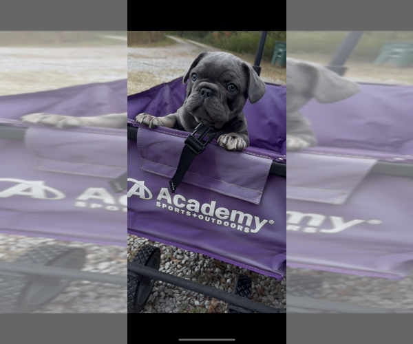 Medium Photo #3 French Bulldog Puppy For Sale in HANCEVILLE, AL, USA