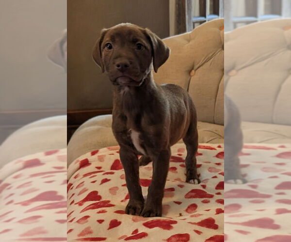 Medium Photo #1 Labrador Retriever-Unknown Mix Puppy For Sale in Germantown, OH, USA