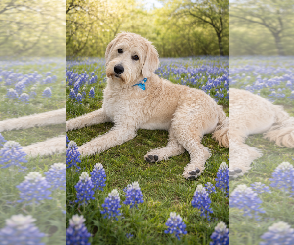 Medium Photo #2 Labradoodle Puppy For Sale in McKinney, TX, USA
