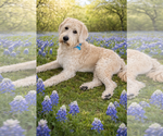 Small #1 Labradoodle
