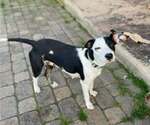 Small #8 Mutt
