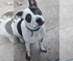 Small #27 American Pit Bull Terrier