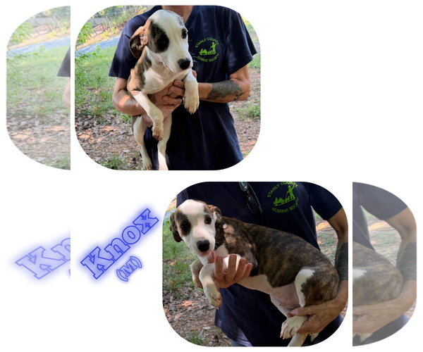 Medium Photo #1 American Pit Bull Terrier-Unknown Mix Puppy For Sale in Albemarle, NC, USA