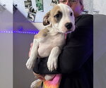 Small #1 American Staffordshire Terrier