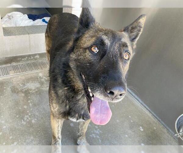Medium Photo #1 German Shepherd Dog Puppy For Sale in Orange, CA, USA