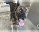 Small German Shepherd Dog