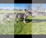 Small #2 French Bulldog