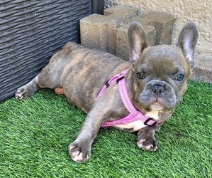 French Bulldog Puppy for sale in LAS VEGAS, NV, USA