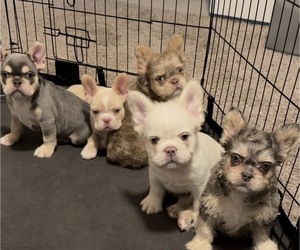 French Bulldog Litter for sale in IOWA COLONY, TX, USA