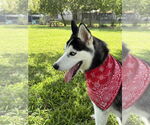 Small #5 Siberian Husky
