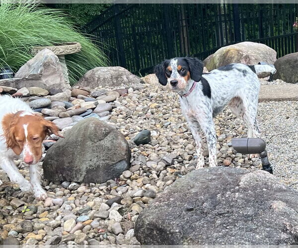 Medium Photo #3 English Setter-Unknown Mix Puppy For Sale in Germantown, OH, USA