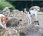 Small #2 English Setter Mix