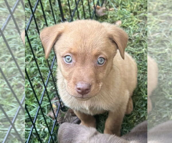 Medium Photo #1 Labrador Retriever-Unknown Mix Puppy For Sale in Pottstown, PA, USA