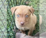 Small Labrador Retriever Mix