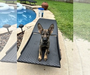 Medium German Shepherd Dog