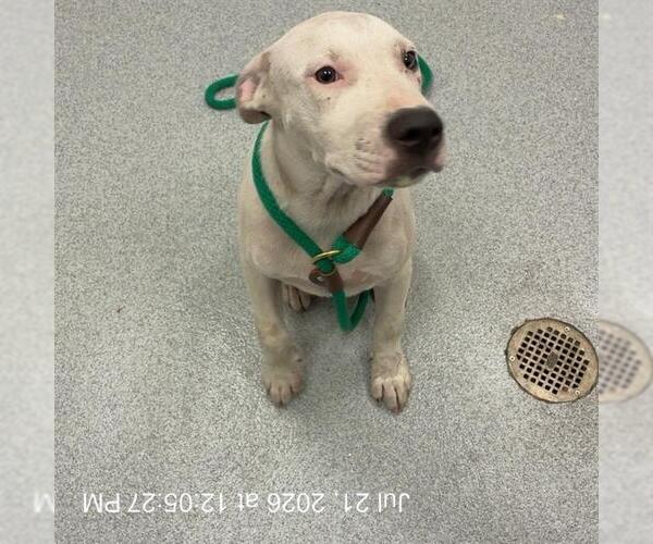 Medium Photo #1 American Pit Bull Terrier Puppy For Sale in Ocala, FL, USA