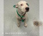 Small American Pit Bull Terrier