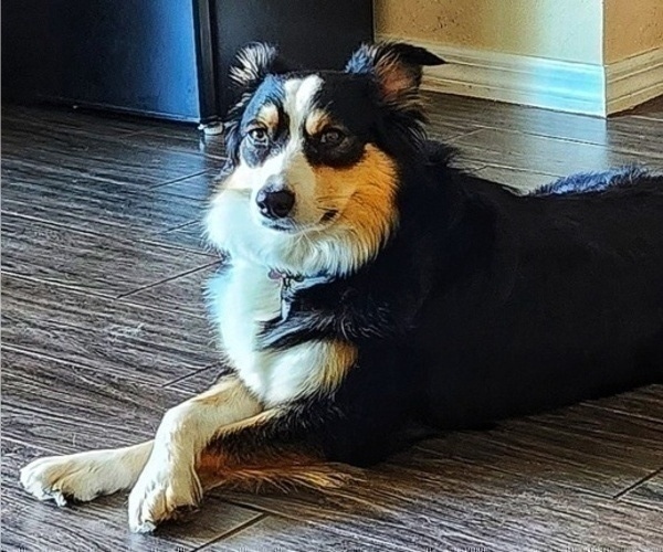 Medium Photo #1 Australian Shepherd Puppy For Sale in CLEARWATER, FL, USA