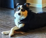 Small Photo #1 Australian Shepherd Puppy For Sale in CLEARWATER, FL, USA