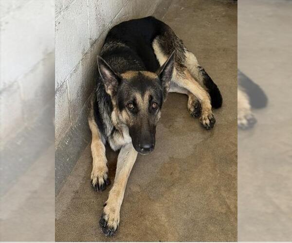 Medium Photo #2 German Shepherd Dog Puppy For Sale in San Bernardino, CA, USA