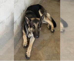 FAYE - Female German Shepherd Dog Dog for Adoption - Photo #2