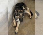 Small Photo #2 German Shepherd Dog Puppy For Sale in San Bernardino, CA, USA