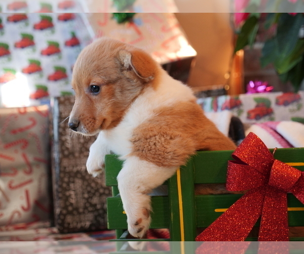 Medium Photo #2 Pembroke Welsh Corgi Puppy For Sale in SPRINGFIELD, MO, USA