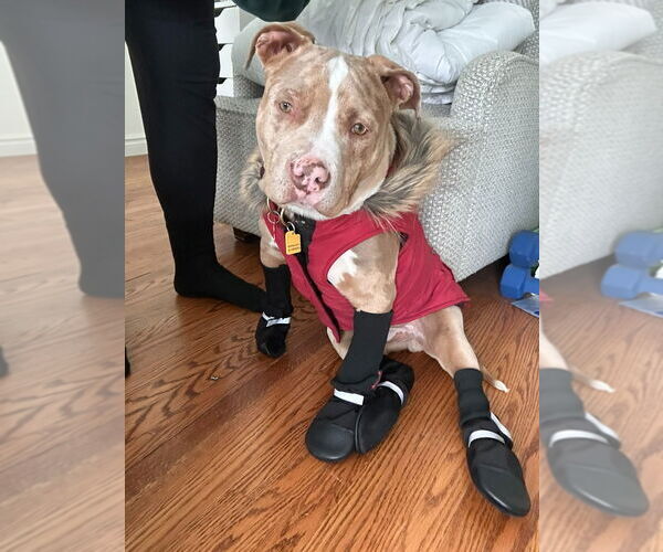 Medium Photo #3 American Bulldog Puppy For Sale in Brights Grove, Ontario, Canada