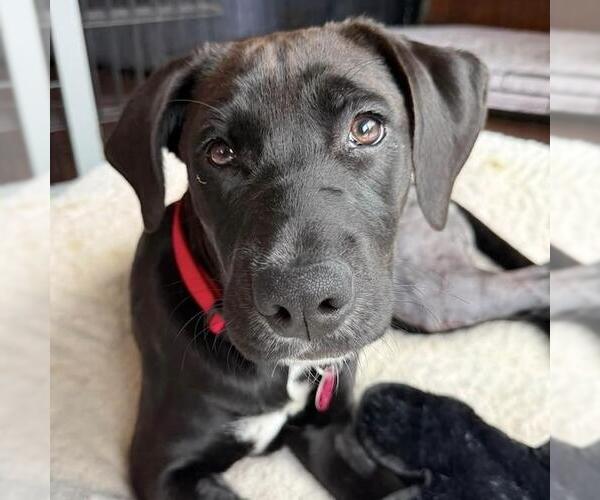 Medium Photo #8 Labrador Retriever-Unknown Mix Puppy For Sale in San Diego, CA, USA