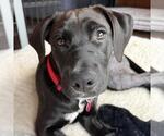 Small #7 Labrador Retriever Mix