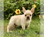 Small French Bulldog