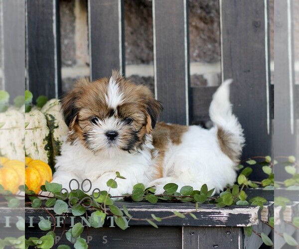 Medium Photo #1 Shih Tzu Puppy For Sale in GORDONVILLE, PA, USA
