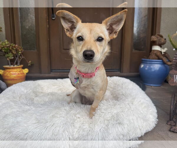 Medium Photo #3 Chihuahua-Unknown Mix Puppy For Sale in Santa Clara, CA, USA