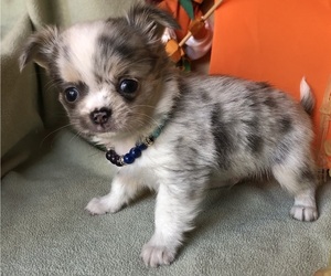 Chihuahua Puppy for sale in NEWVILLE, PA, USA
