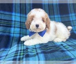 Small #5 Poodle (Miniature)