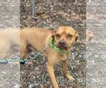 Small #4 Boxer Mix