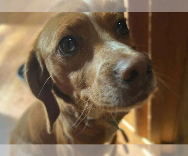 Medium Photo #1 Meagle Puppy For Sale in Union, WV, USA