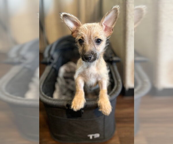 Medium Photo #5 Chihuahua-Unknown Mix Puppy For Sale in Visalia, CA, USA