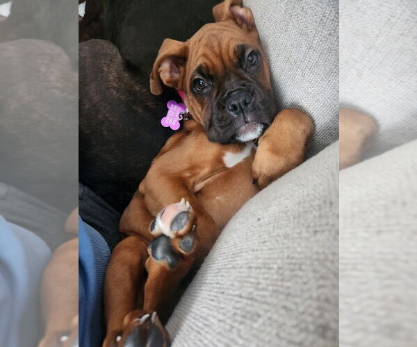 Medium Photo #3 Boxer Puppy For Sale in Brights Grove, Ontario, Canada