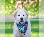 Small #4 Great Pyrenees