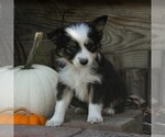Small Photo #3 Miniature Australian Shepherd Puppy For Sale in STRASBURG, PA, USA