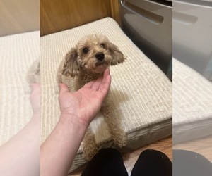 Father of the Goldendoodle (Miniature) puppies born on 12/11/2025