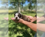 Small Photo #11 Boston Terrier Puppy For Sale in COTTONWOOD, CA, USA